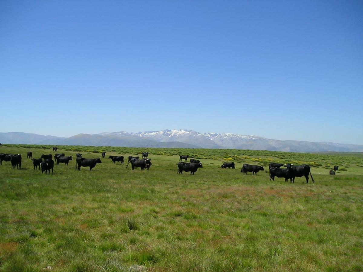 Гостевой дом El Rondillo De Gredos Ойос-дель-Кольядо Экстерьер фото